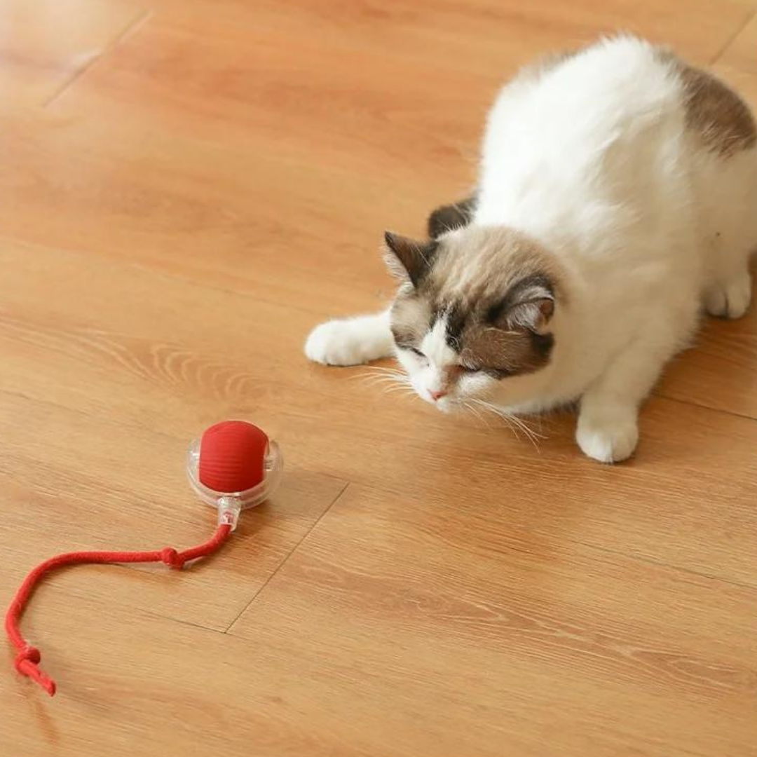 Chase & Play: Interactive Tail Ball for Cats & Dogs!