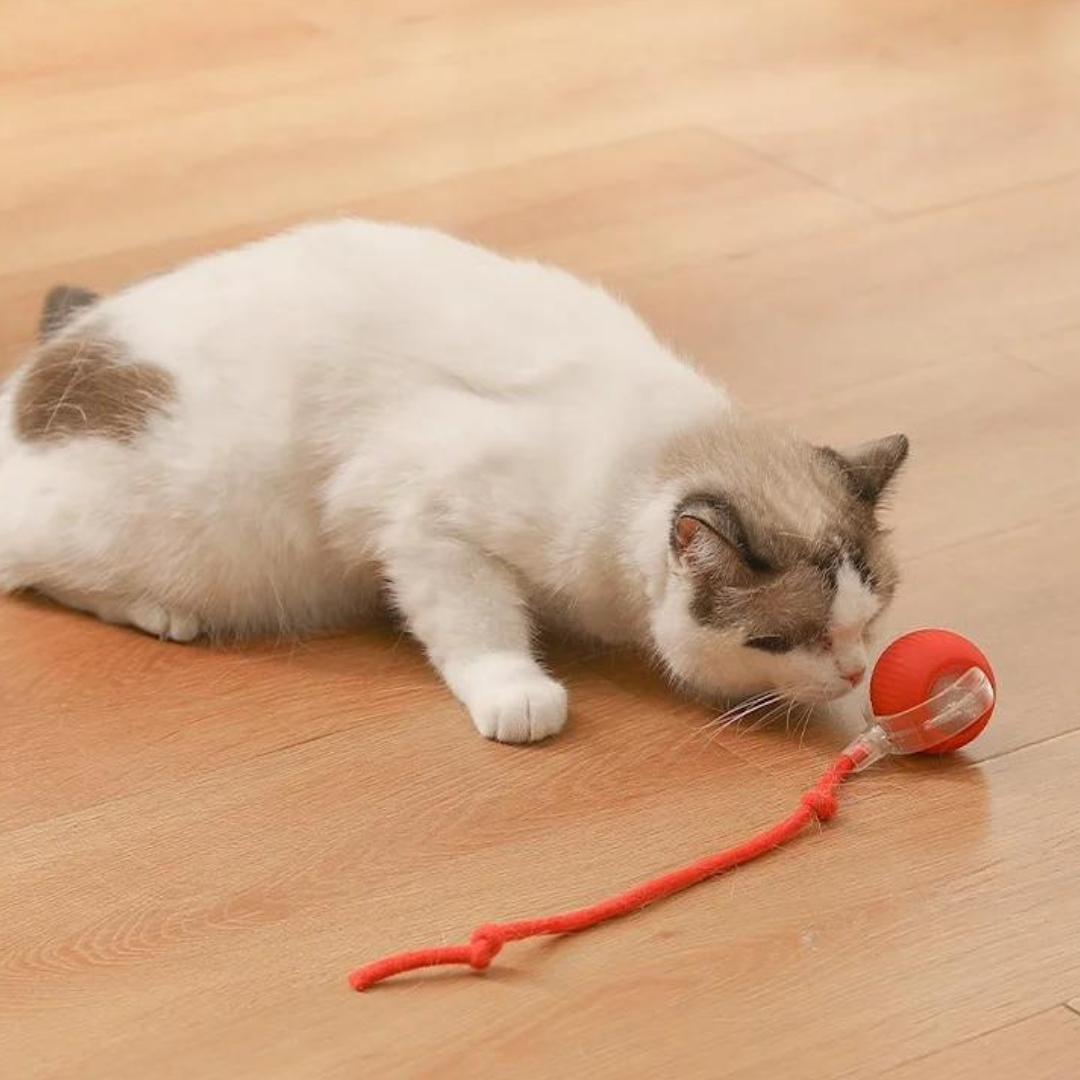 Chase & Play: Interactive Tail Ball for Cats & Dogs!