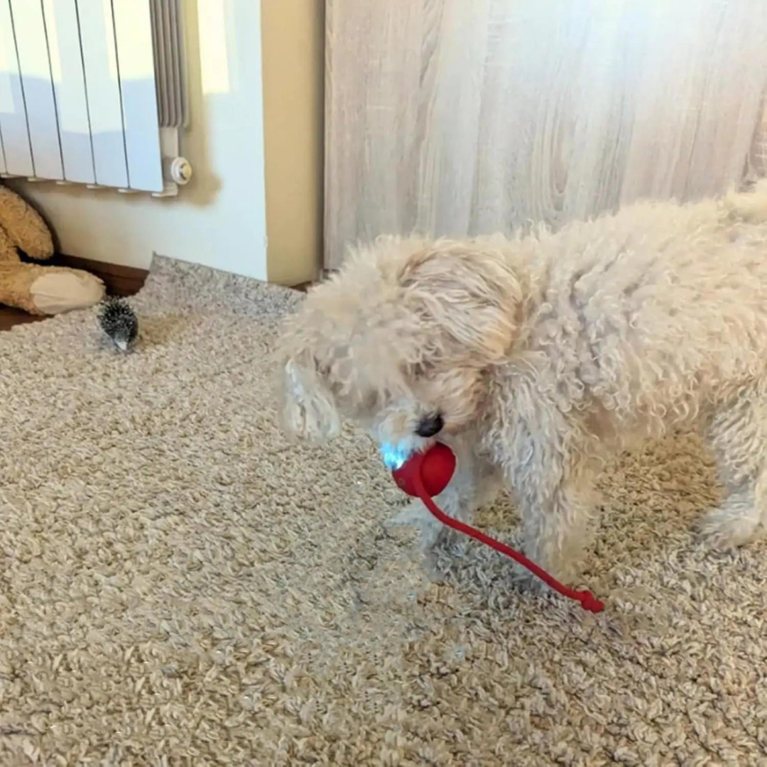 Chase & Play: Interactive Tail Ball for Cats & Dogs!